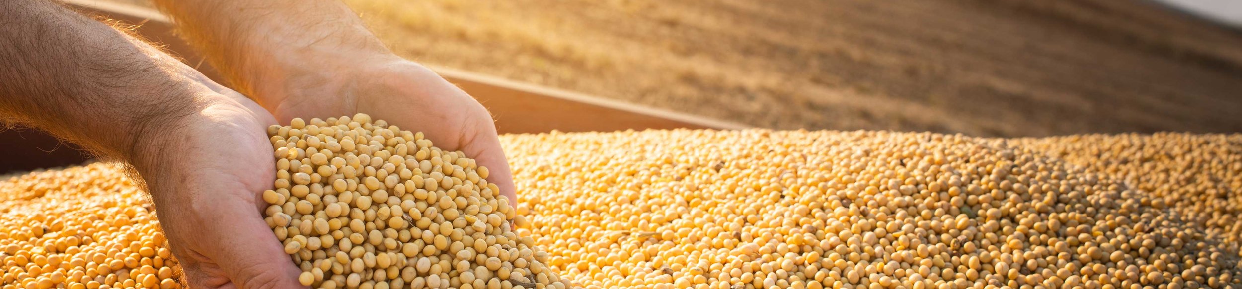 Las semillas de soja, cultivadas ampliamente y de importancia global, son ricas en aceite y proteína.