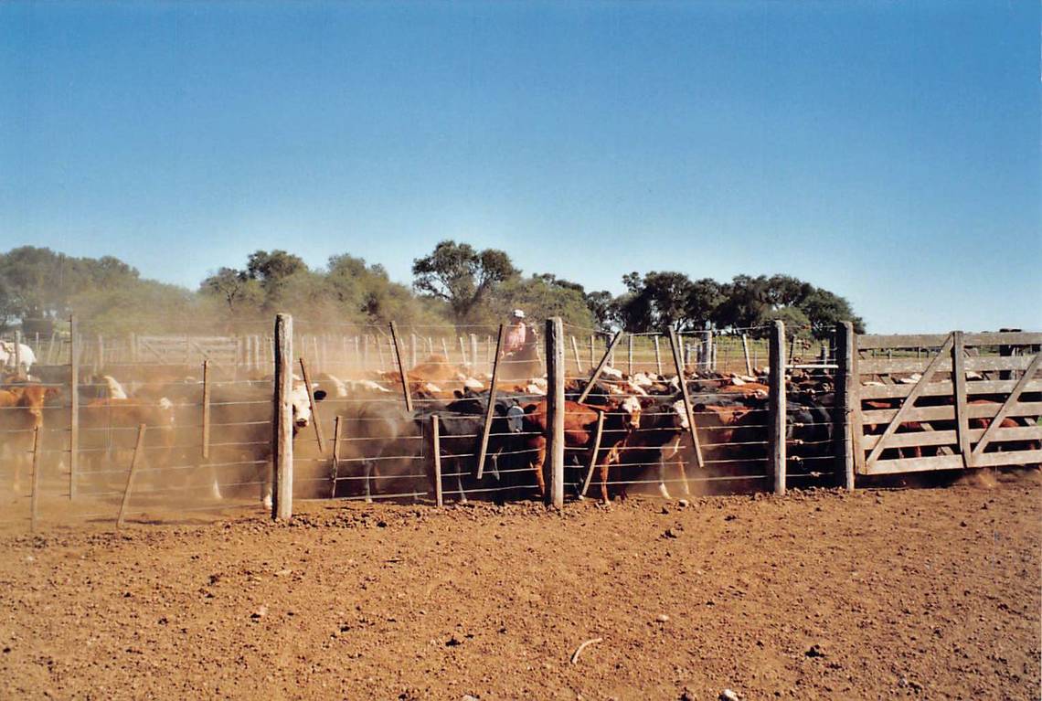 En 1980, Cono comienza a pastorear ganado.