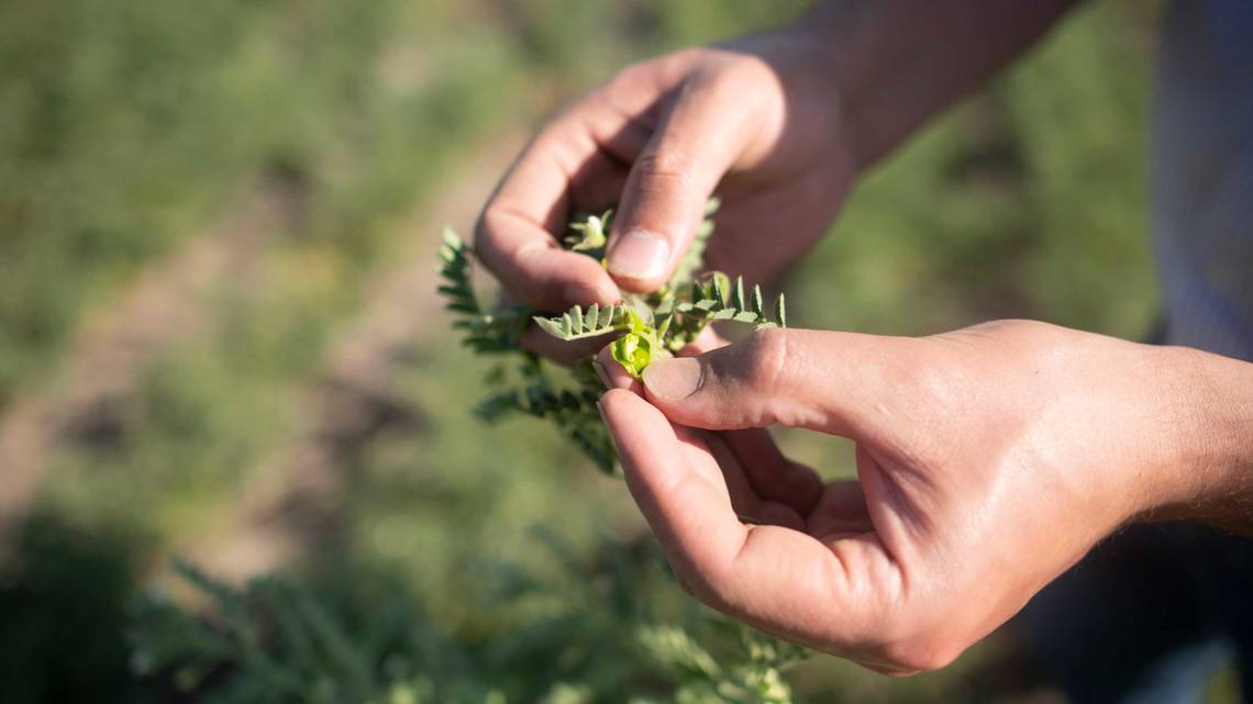 Análisis de una planta A fin de poder proporcionar consistentemente una alta calidad, son importantes los análisis regulares de las plantas.