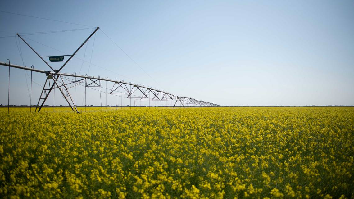 Agricultura profesional Cada paso de la labor de Cono Agriculture se lleva a cabo empleando tecnología de producción moderna.