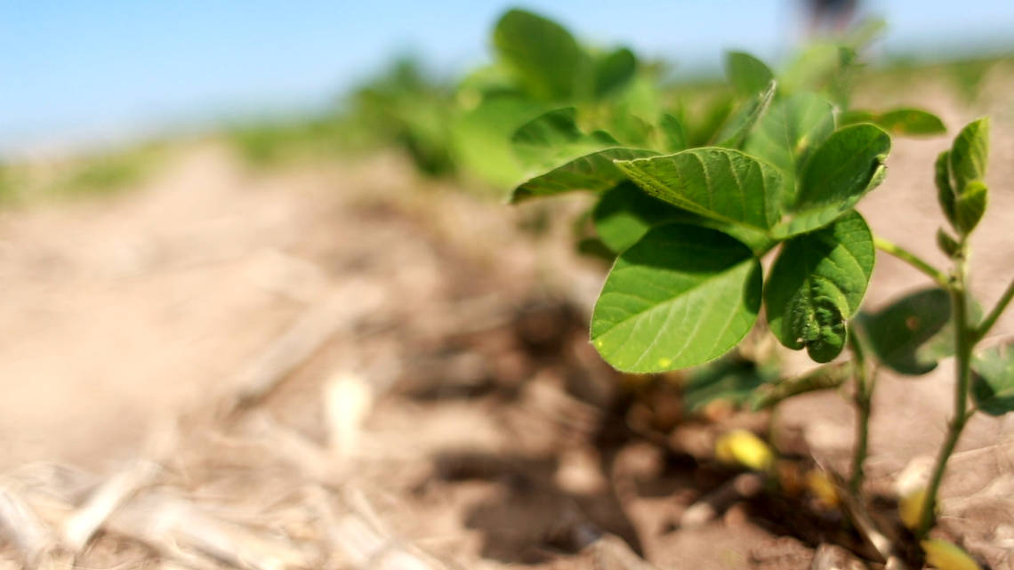 Plantas cultivadas sustentablemente Cono Agriculture tiene los conocimientos técnicos para cultivar plantas de una forma consistentemente sustentable.