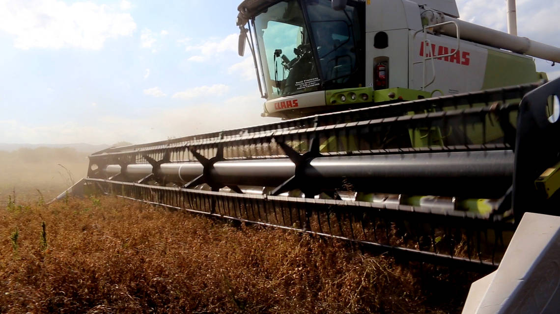 Cono Agriculture durante la cosecha La tecnología moderna garantiza una alta eficiencia durante la cosecha.