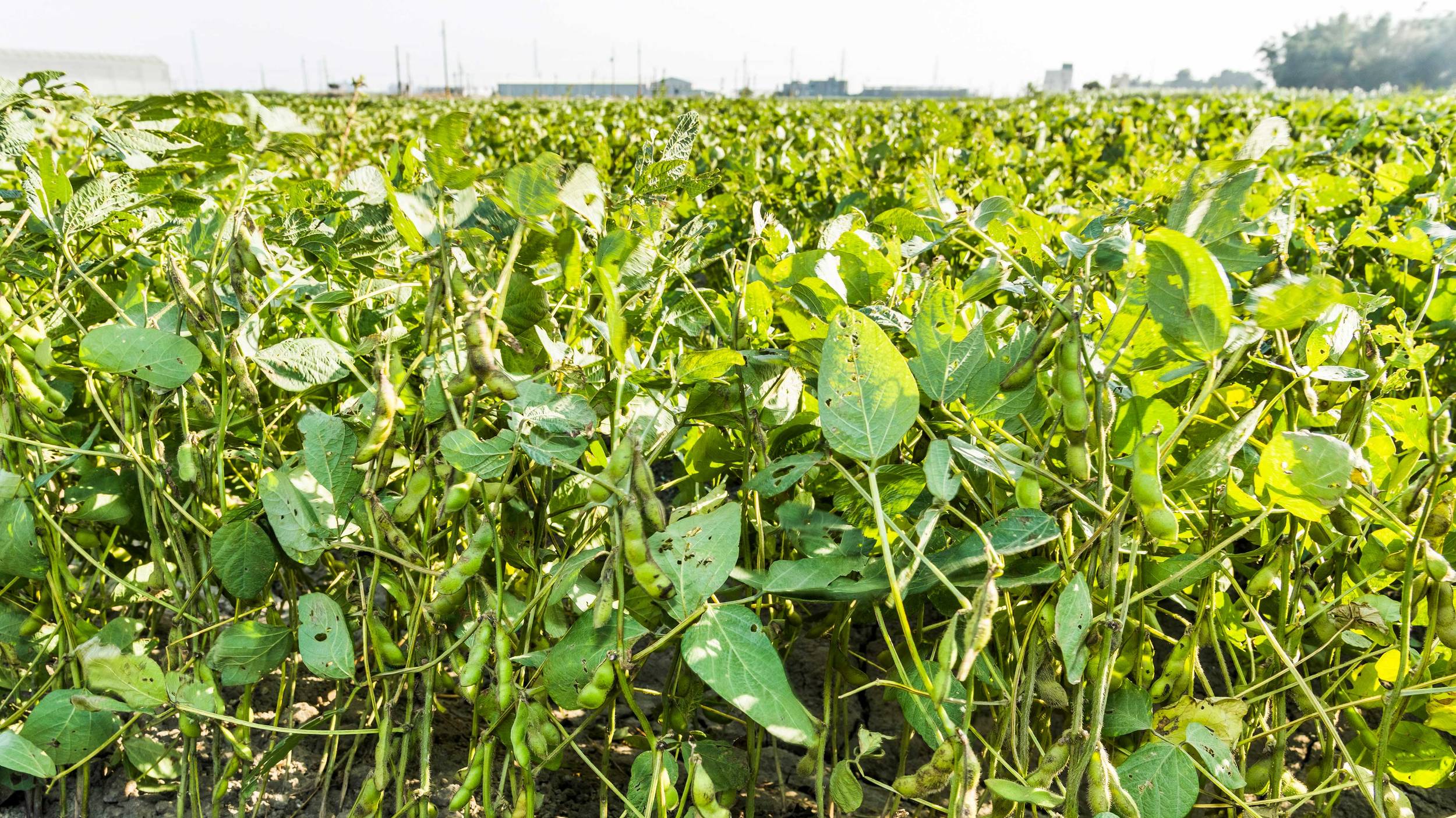 Porotos negros en el campo En el norte de Argentina se dan las condiciones idóneas para cultivas porotos negros.