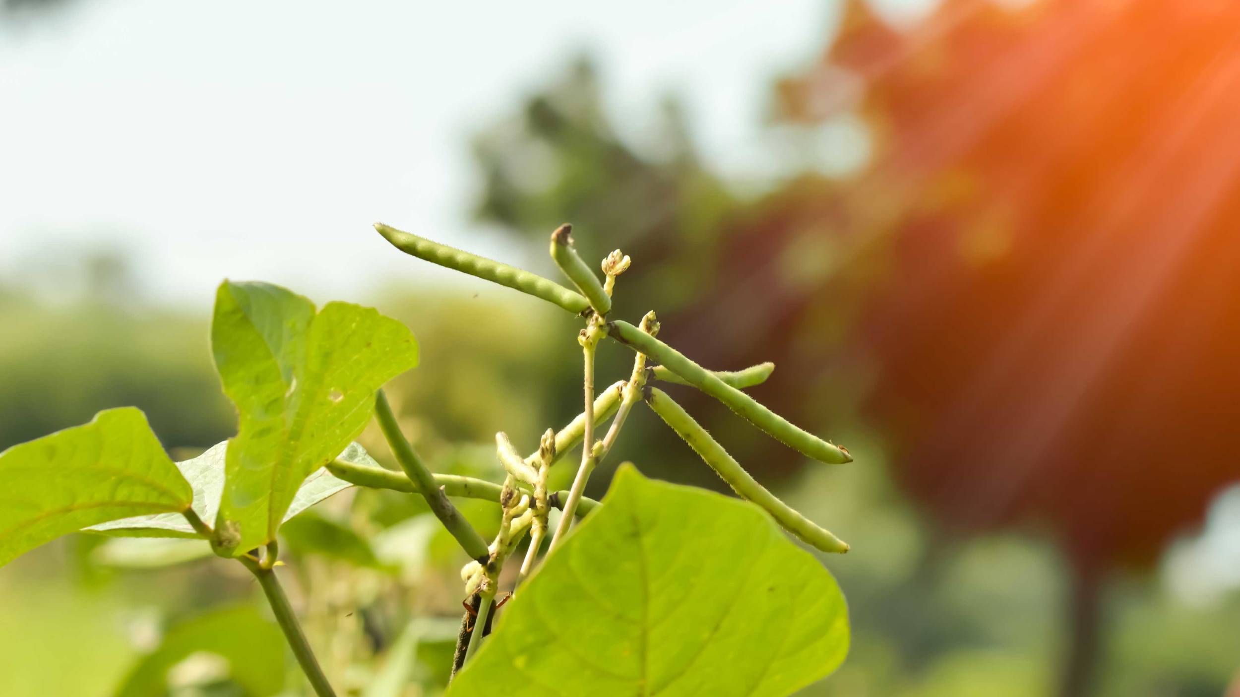 Porotos mung cultivados sustentablemente Cono emplea métodos sustentables a la hora de cultivar sus porotos mung.