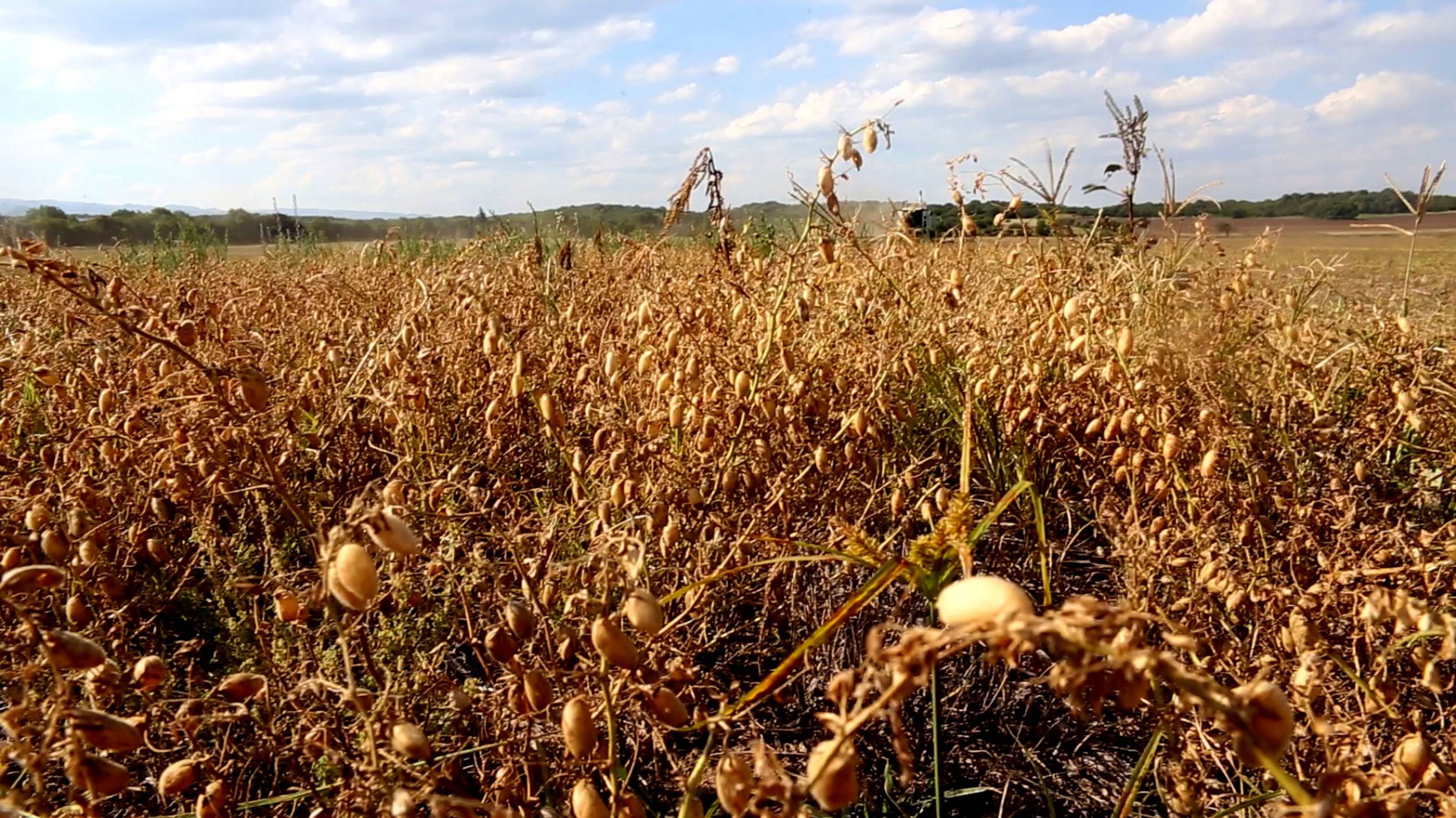 Garbanzos en el campo En los fértiles campos del norte de Argentina, las condiciones para cultivar garbanzos son idóneas.