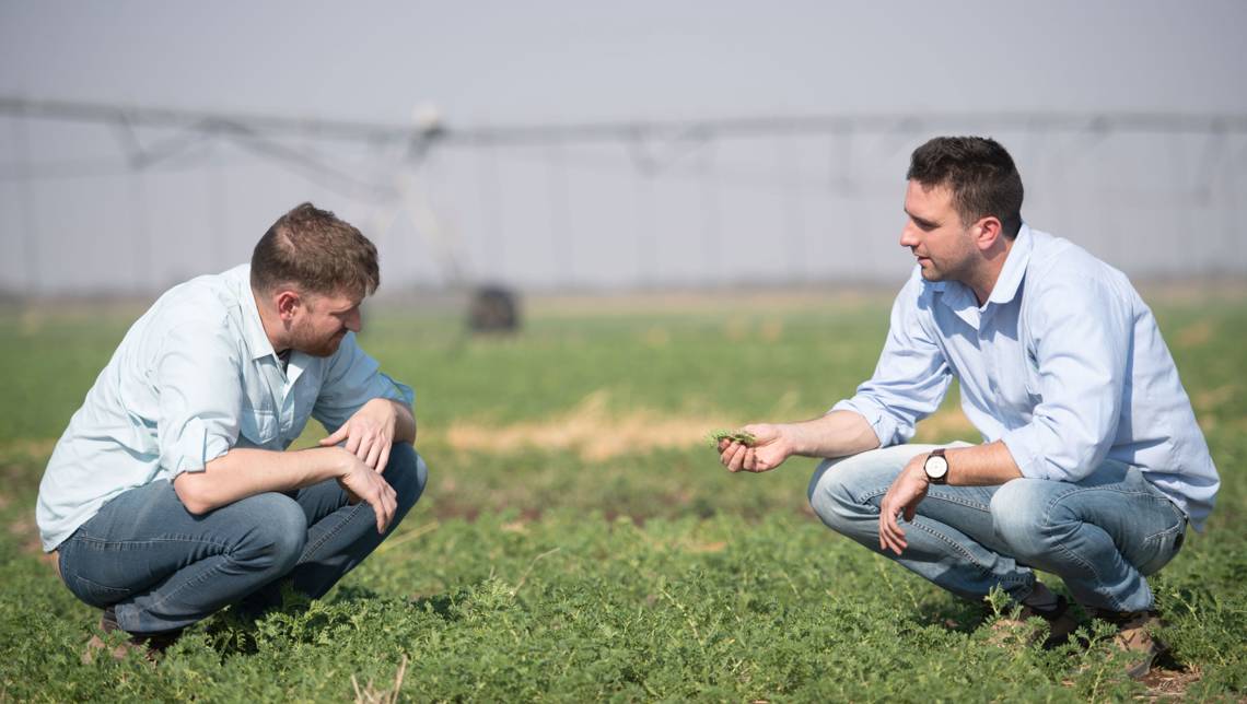 Especialistas agrícolas examinando garbanzos Los conocimientos técnicos que Cono ha adquirido durante los años son fundamentales para cultivar garbanzos.