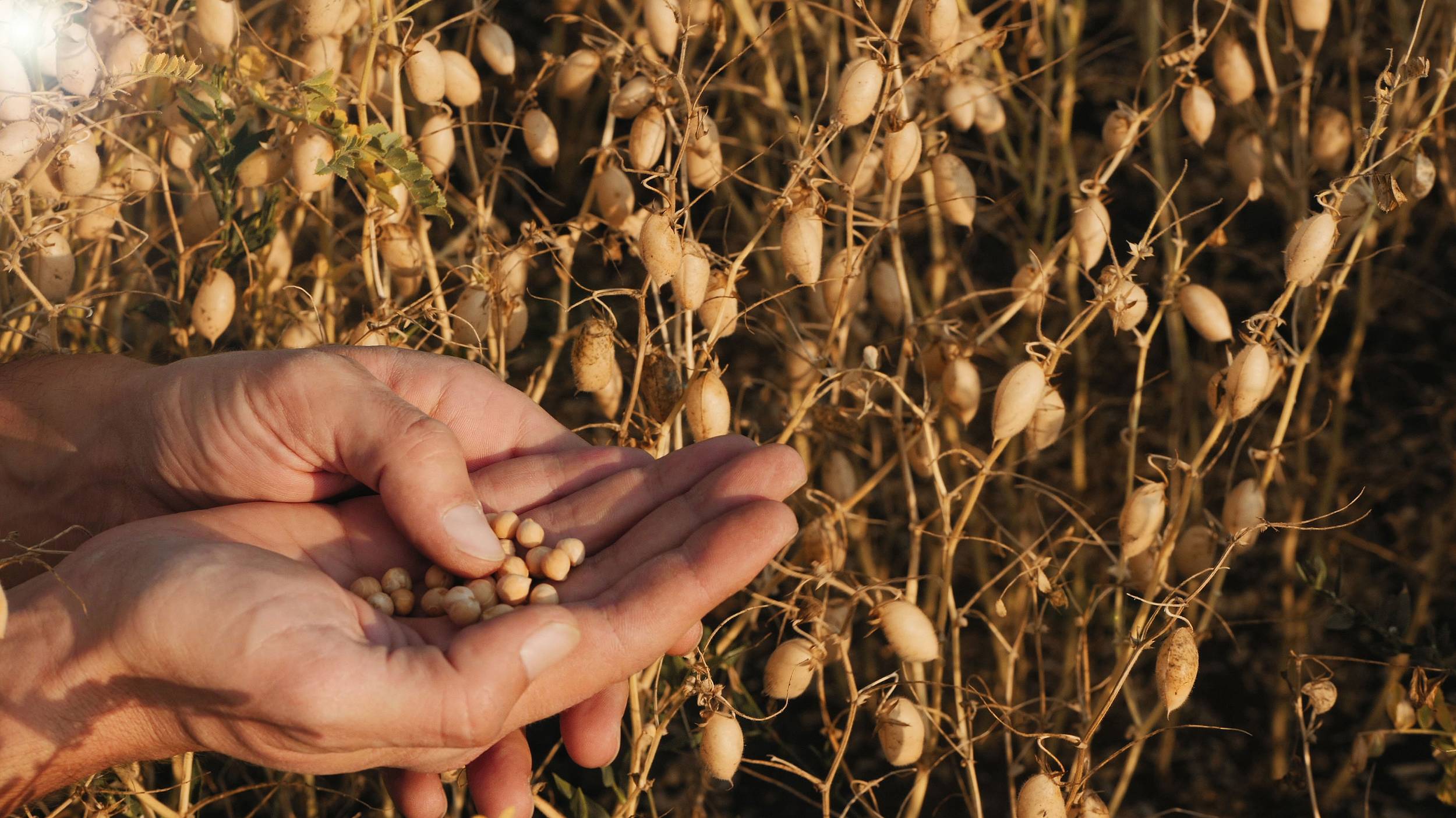 Planta de garbanzos Cono ha estado cultivando garbanzos de alta calidad durante muchos años y cuenta con un acervo de experiencias y conocimientos especializados técnicos.