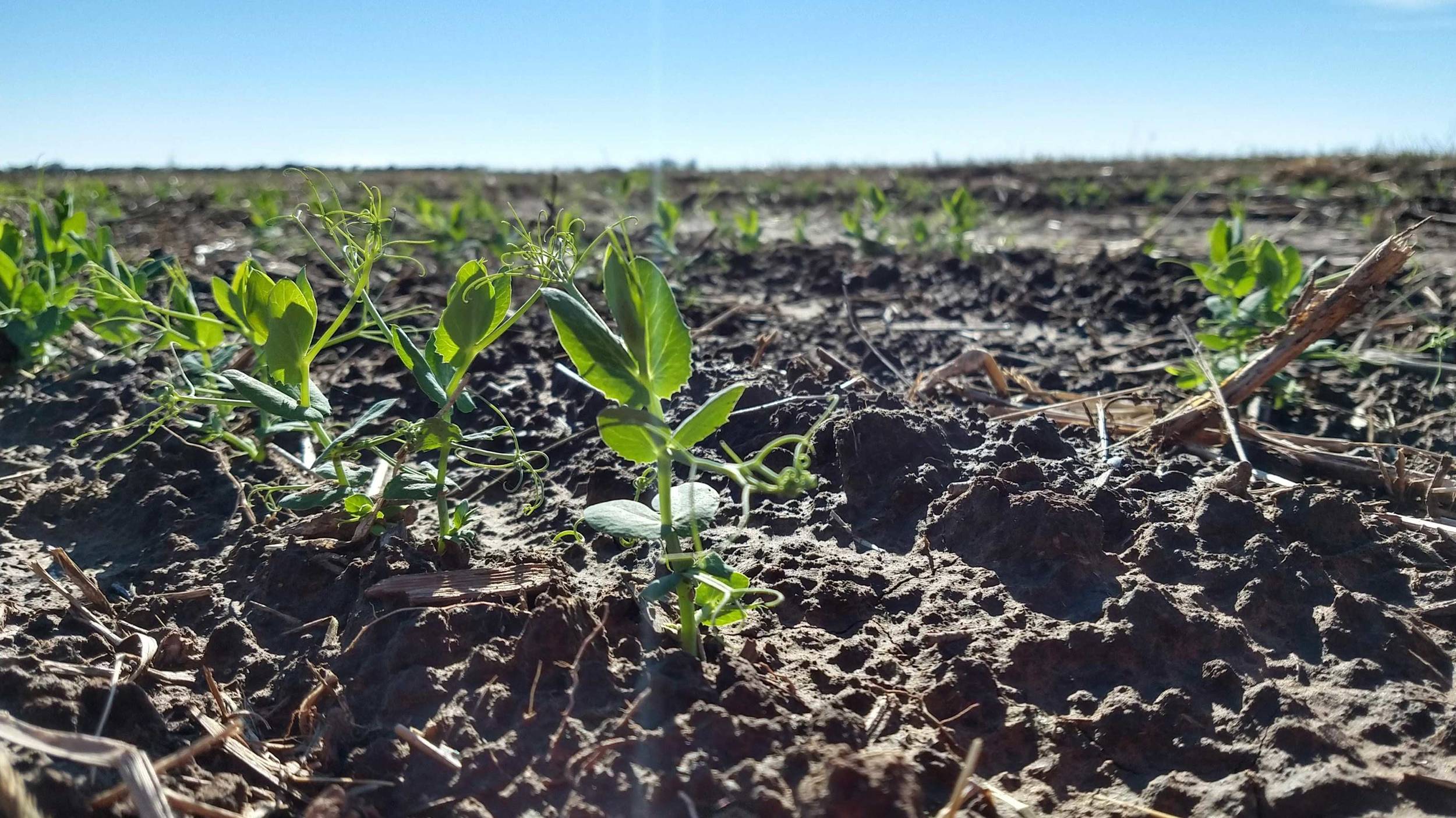Campo de cultivo de arvejas Cosechamos con mucho esmero nuestras arvejas secas de calidad superior, las envasamos para satisfacer sus necesidades y las enviamos en condiciones óptimas.