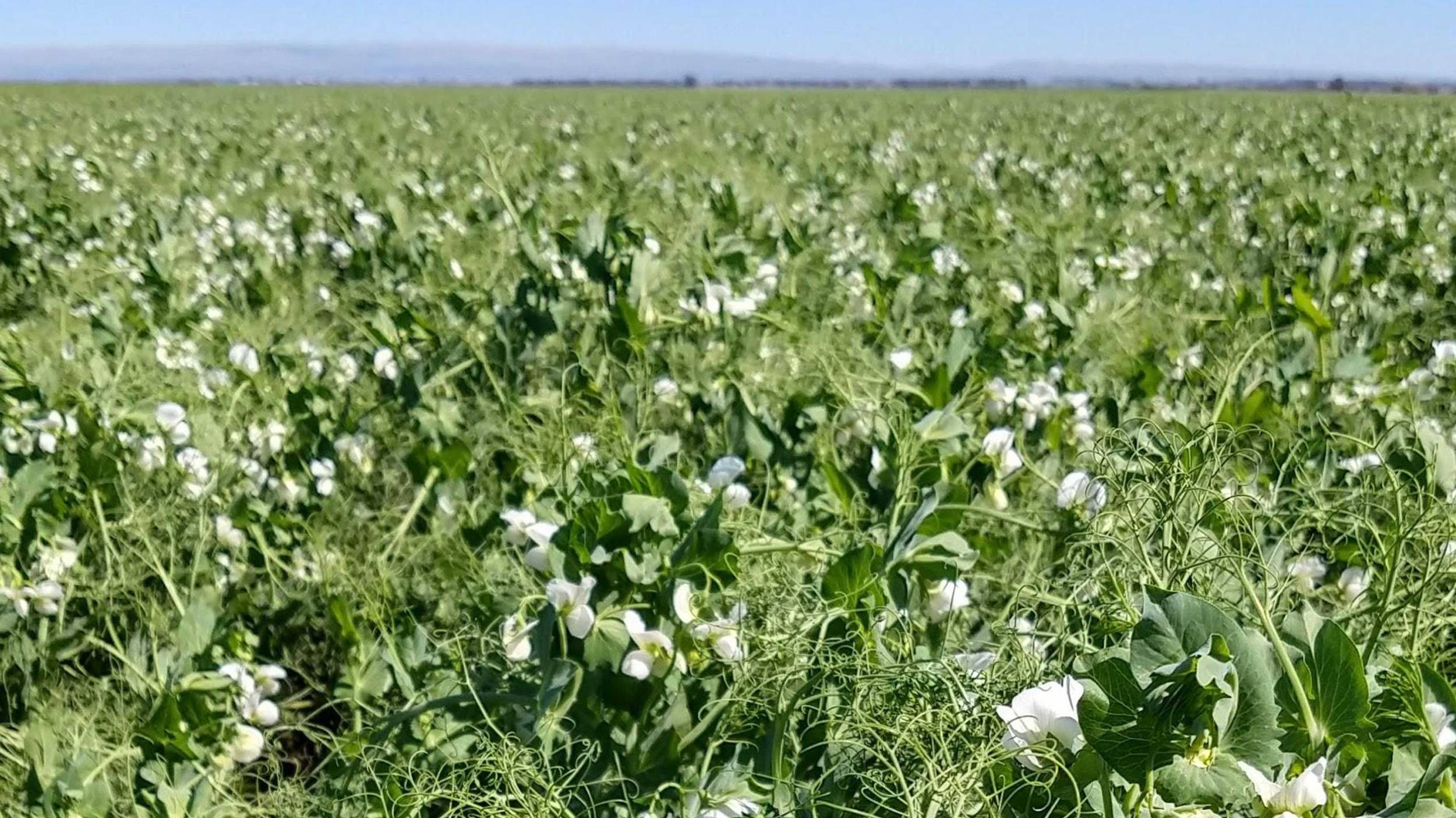 Plantas de arvejas floreciendo Argentina cuenta con las condiciones perfectas para cultivar arvejas.