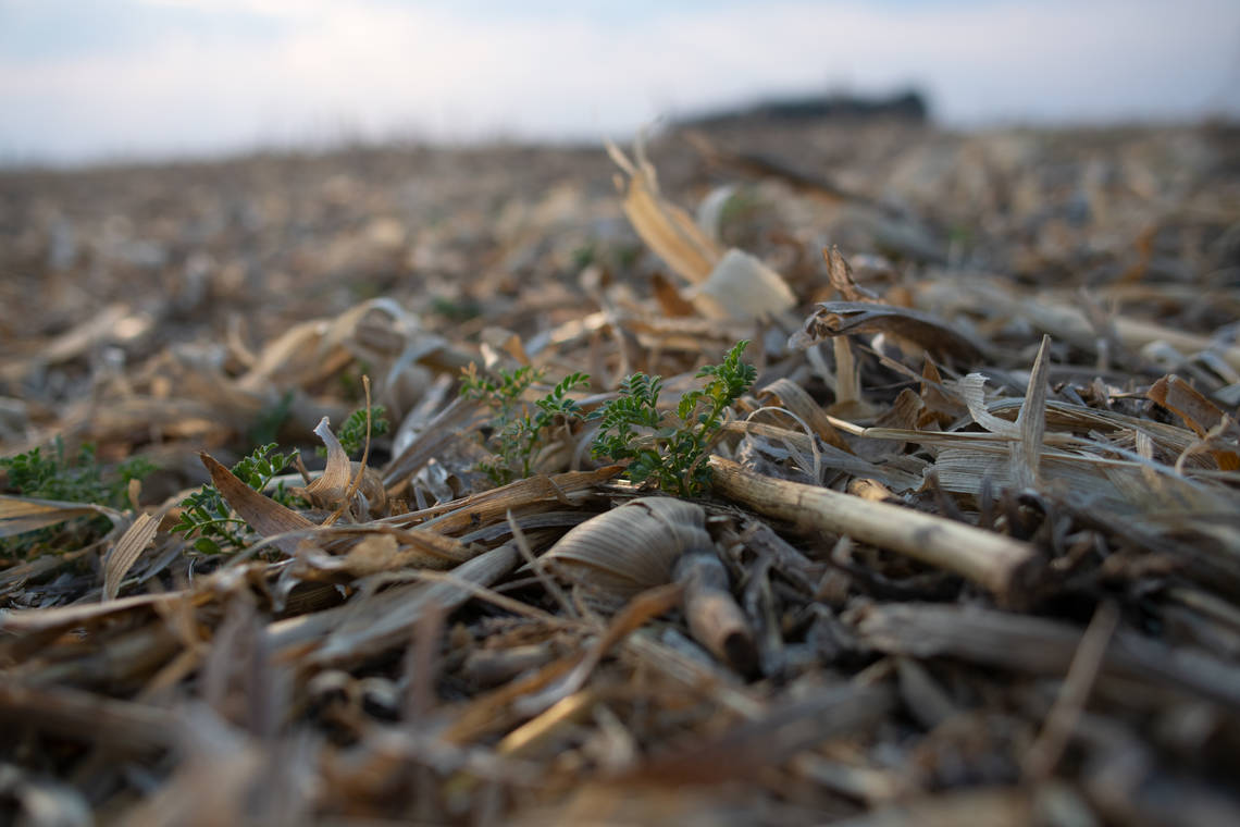 Cover crops Cono uses regenerative agricultural practices to support soil health.