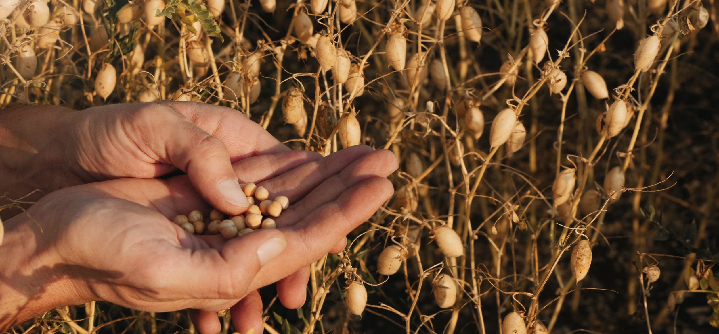 Planta de garbanzos Los garbanzos son una parte importante de la cartera de productos de Cono.